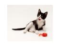 Iris - Black and White Tuxedo Cat - liking lips and playing with orange mouse toy. 