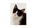 Lily - Black and White Tuxedo Cat - Standard Portrait