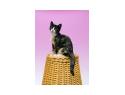 Lucilla - Calico and White Tuxedo Cat - sitting on basket. 