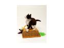 Tulip - Black and White Tuxedo Cat - Playing on top of overturned basket